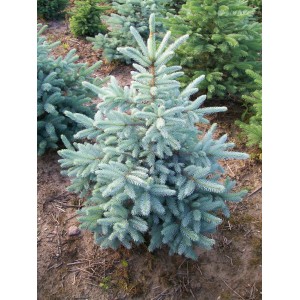 Саженец Ели колючая голубой Кейбаб (Pungens Glauca Kaibab) (саженец до 40 см)