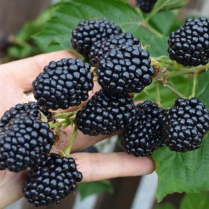 Саженец ежевики Лох Тей (Loch Tay)