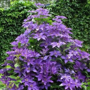 Саженец клематиса Президент