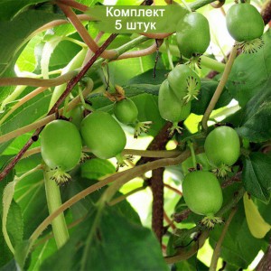 Саженцы актинидии женской Фантазия садов -  комплект 5 шт.
