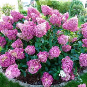 Саженцы гортензии метельчатой Сандей Фрайз (Sundae Fraise) -  комплект 5 шт.