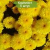 Саженцы желтой хризантемы мультифлоры Яхо Голд (Yahou Golden) -  комплект 5 шт.