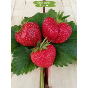 Саженцы ремонтантной клубники Мармеладка (Средняя) -  комплект 5 шт.
