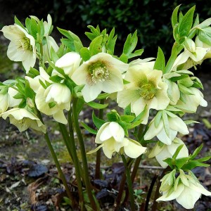 Саженец морозника Кавказский