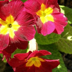 Саженец примулы Кьюская