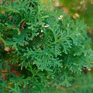 Саженец туи западной Fastigiata-NB