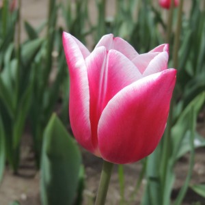 Луковица тюльпана Тинеке Ван дер Меер (Tineke van der Meer)