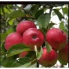 Яблоня Скала